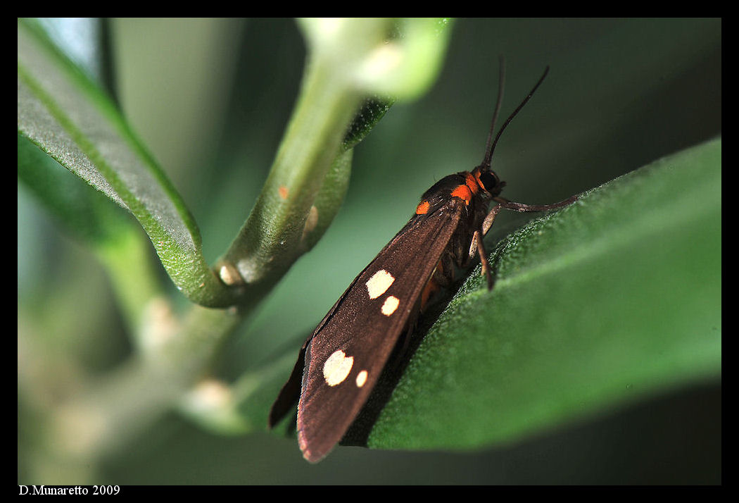 Farfalla...nel mondo incantato...e non